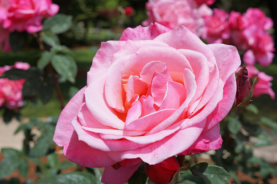 Pink Rose Flower Floral Art Prints Roses Photograph
