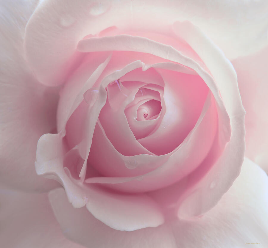 Grandeur Ivory Rose Flower by Jennie Marie Schell