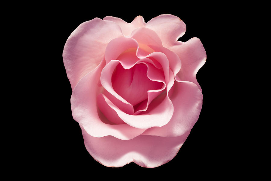 Pink Rose Flower on Black Background Photograph by MirageC