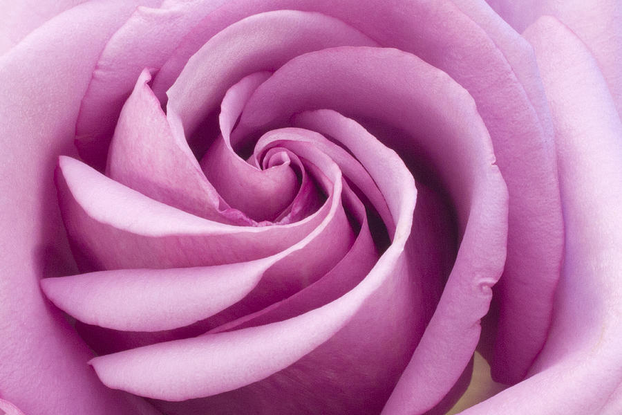 Pink Rose Folded To Perfection Photograph by Sandra Foster