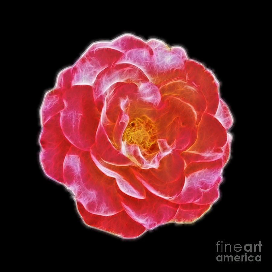 Pattern Digital Art - Pink rose fractal design by Geet Anjali