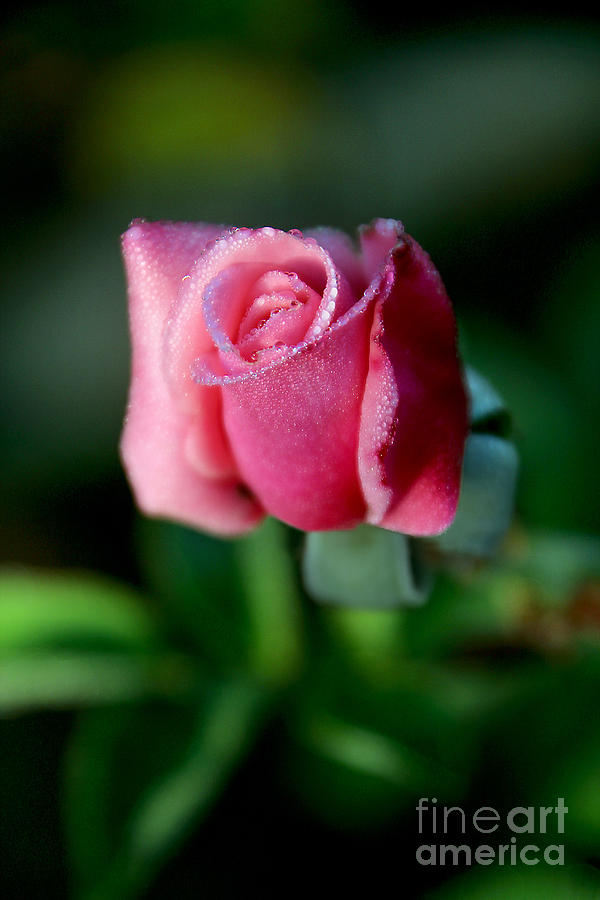 Pink Rose from the Myst Photograph by Wernher Krutein