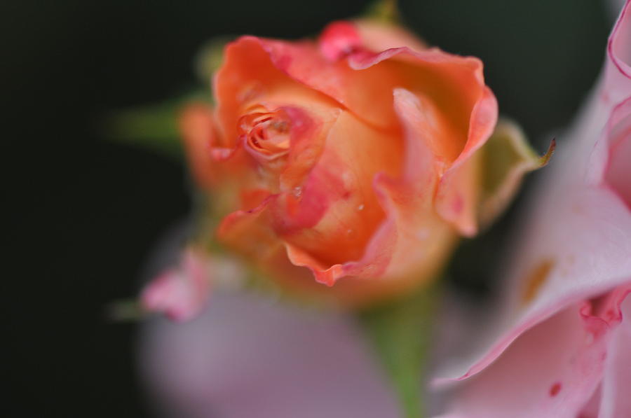 Rose Photograph - Pink Rose by Gail Churinetz