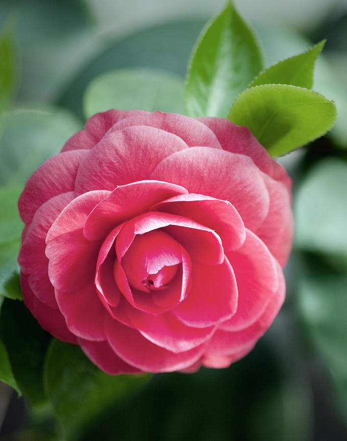 Pink Rose Photograph by Gail Shotlander
