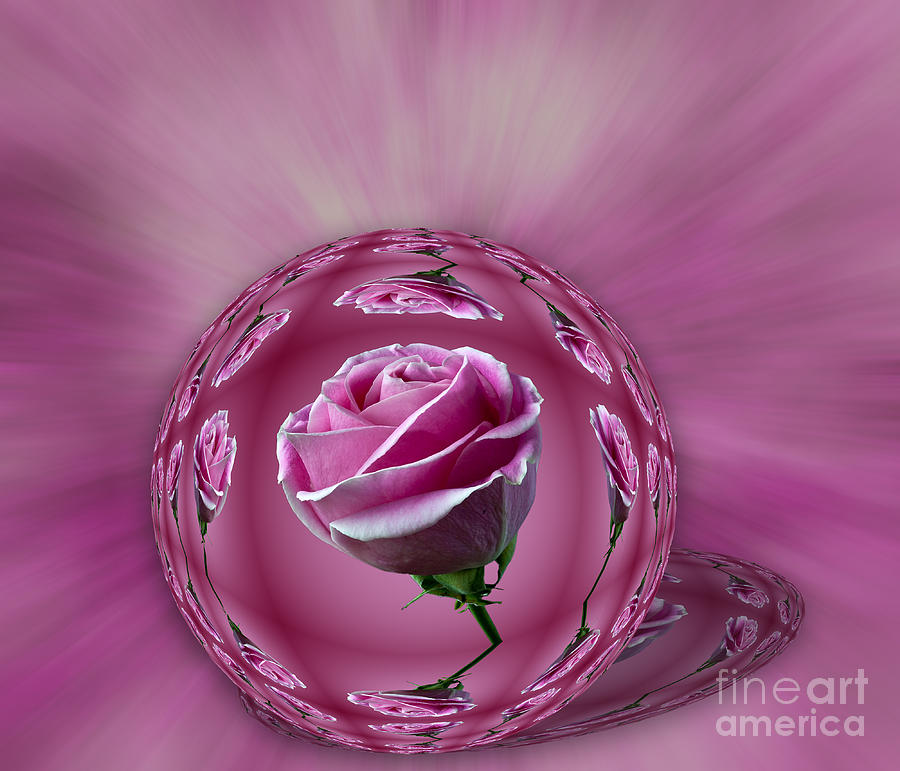 Pink Rose Globe Photograph by Shirley Mangini