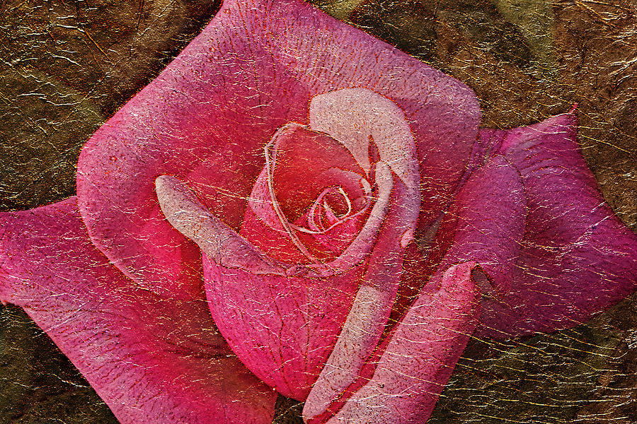 Pink Rose Gold Leaf Photograph by Phyllis Denton