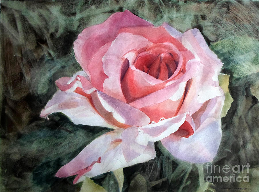 Watercolor of Pink Rose Greg Painting by Greta Corens