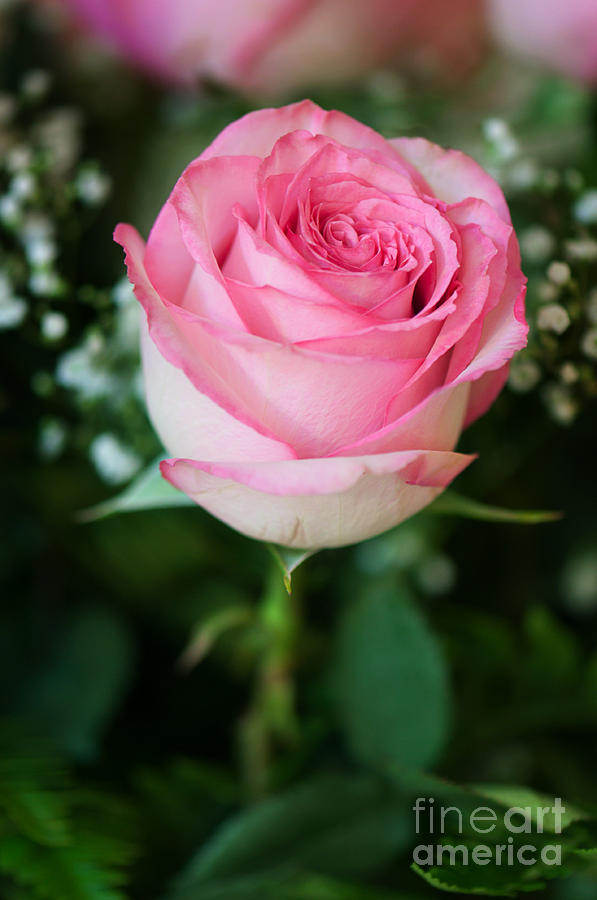 Pink Rose Photograph by Gwen Gibson