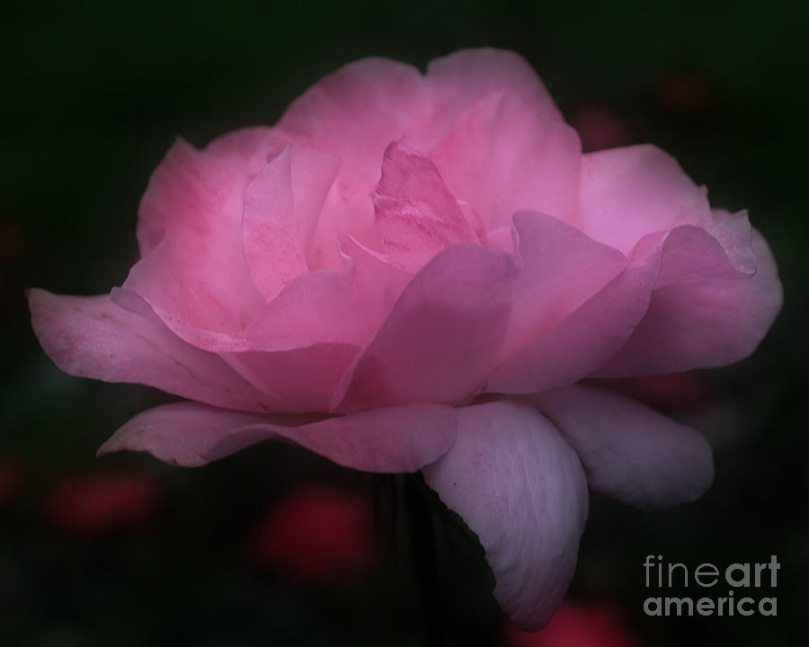 Pink Rose In Bloom Photograph by Smilin Eyes Treasures