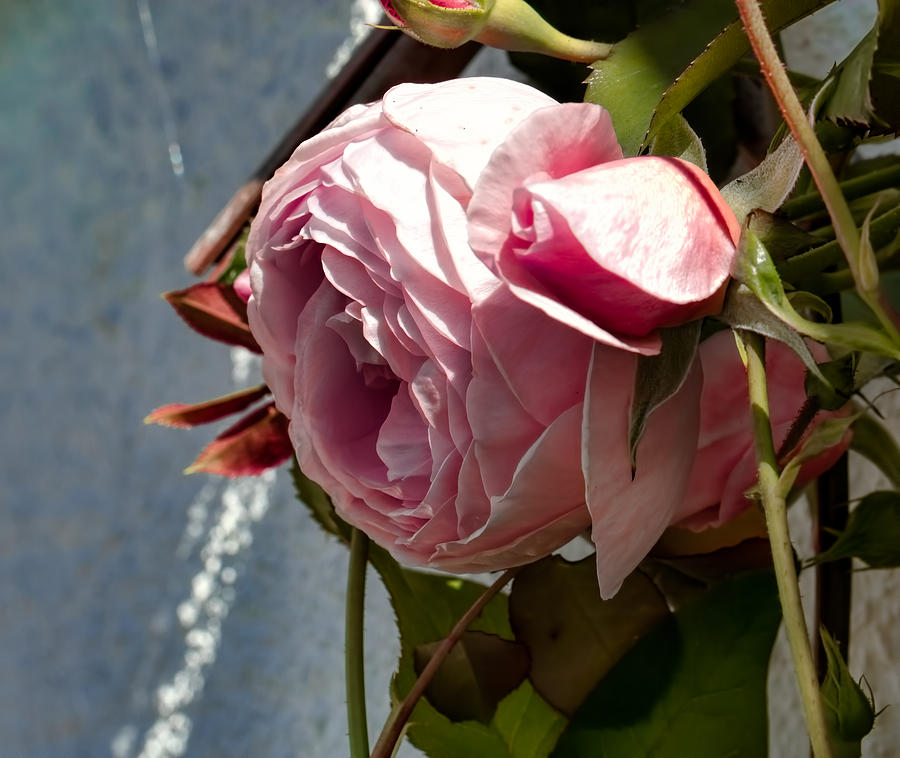 Pink Rose In Half Profile.2014 Photograph by Leif Sohlman