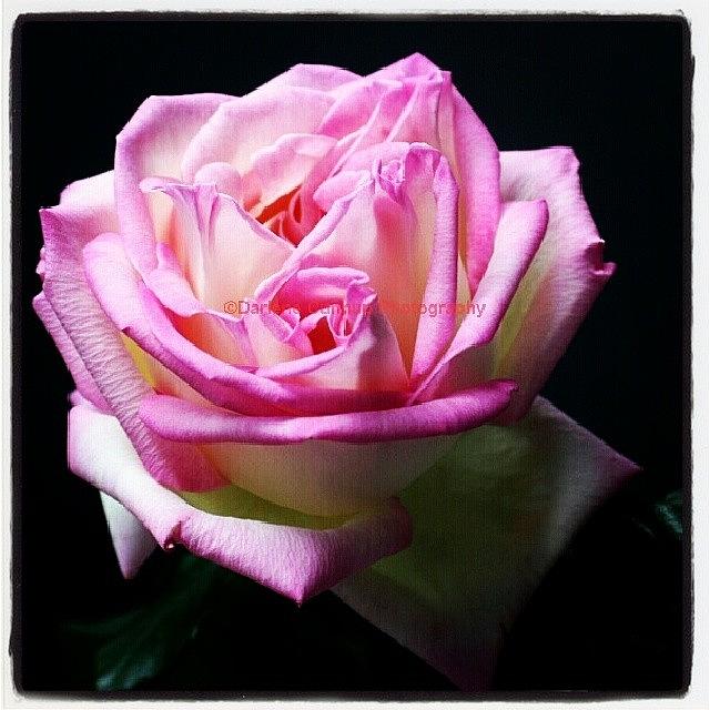 Pink Rose In Memory Of @lisart1 - Rip Photograph by Darlene Cunnup