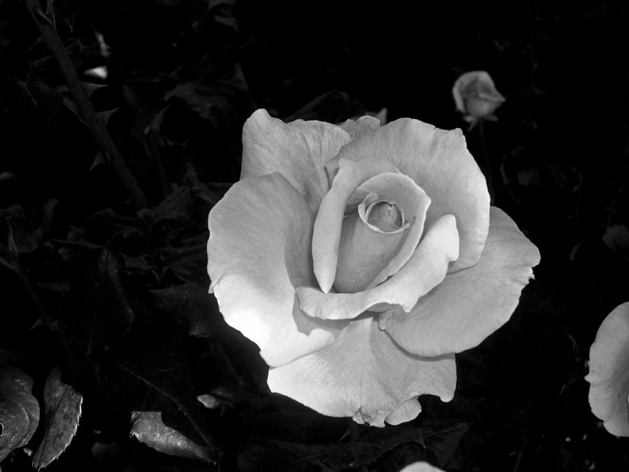 Pink Rose In Partial Shadow In Black And White by Robert Estes