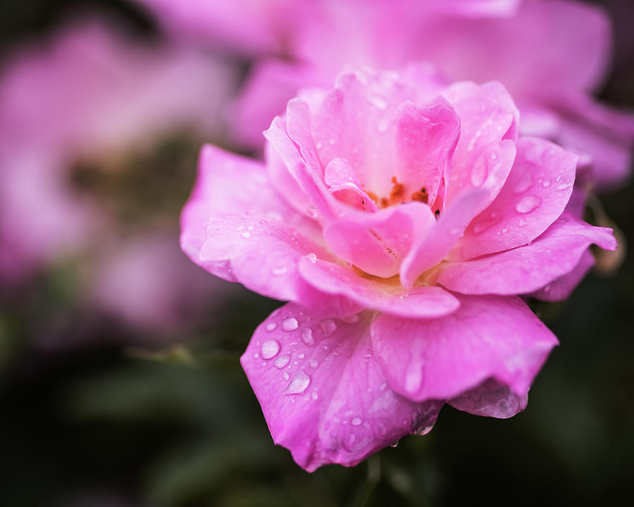 Pink rose in rain Photograph by Vishwanath Bhat