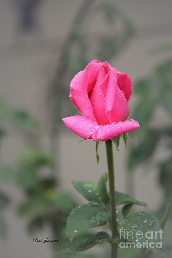 Pink Rose in Rain Photograph by Yumi Johnson