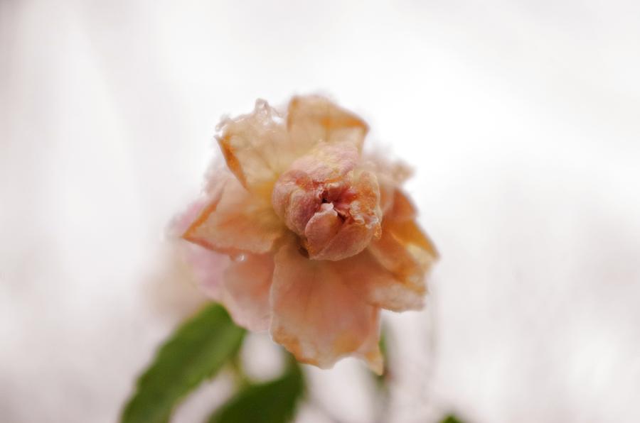 Pink Rose in Snow Photograph by Sharon Popek
