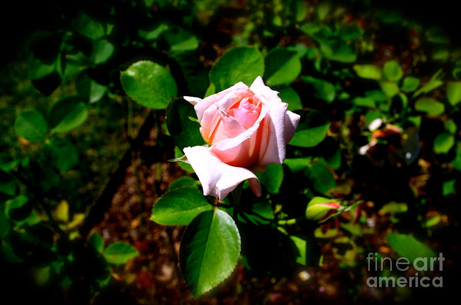 Pink Rose in Solitude Photograph by Luther Fine Art