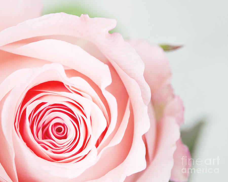 Flower Photograph - Pink rose by Ivy Ho