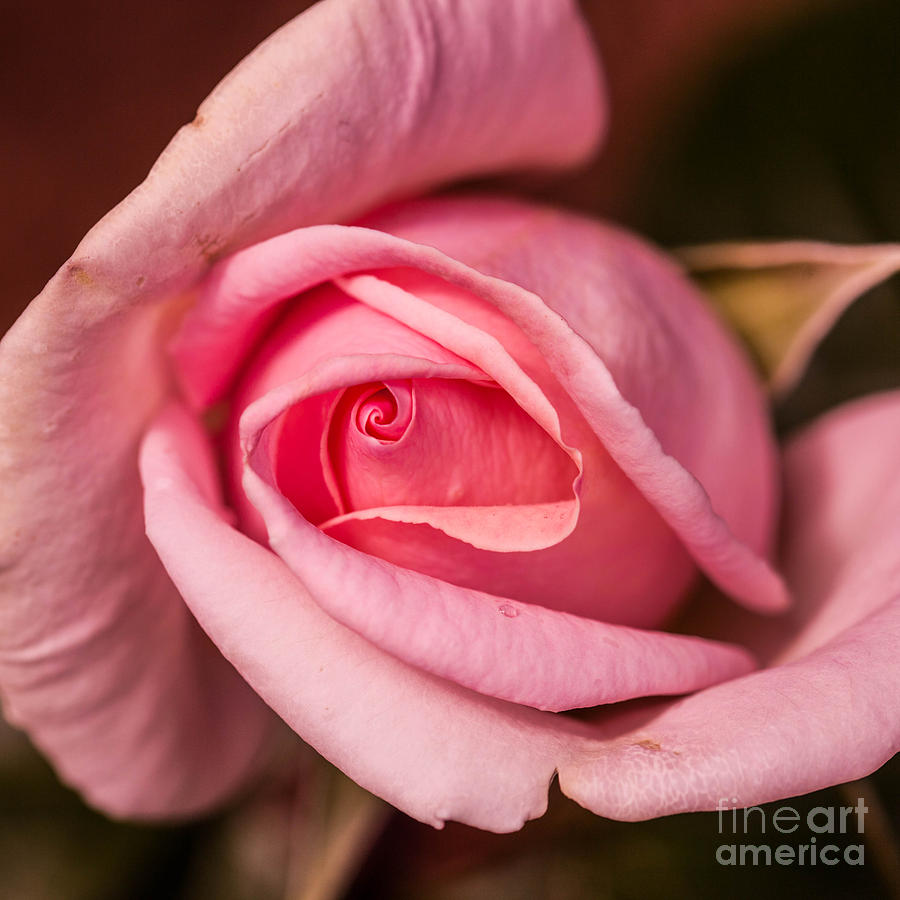 Tiffany Pink Rose Buds Photograph by Emerald Studio Photography - Pixels