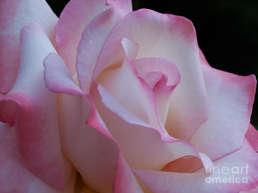 Pink Rose Photograph by Jacklyn Duryea Fraizer