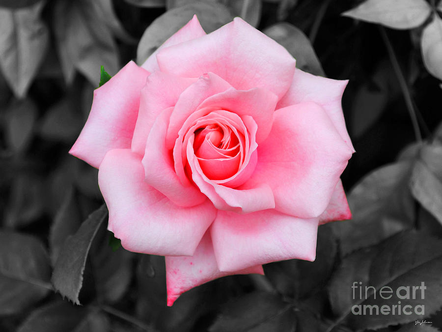 Pink Rose Photograph by Jai Johnson