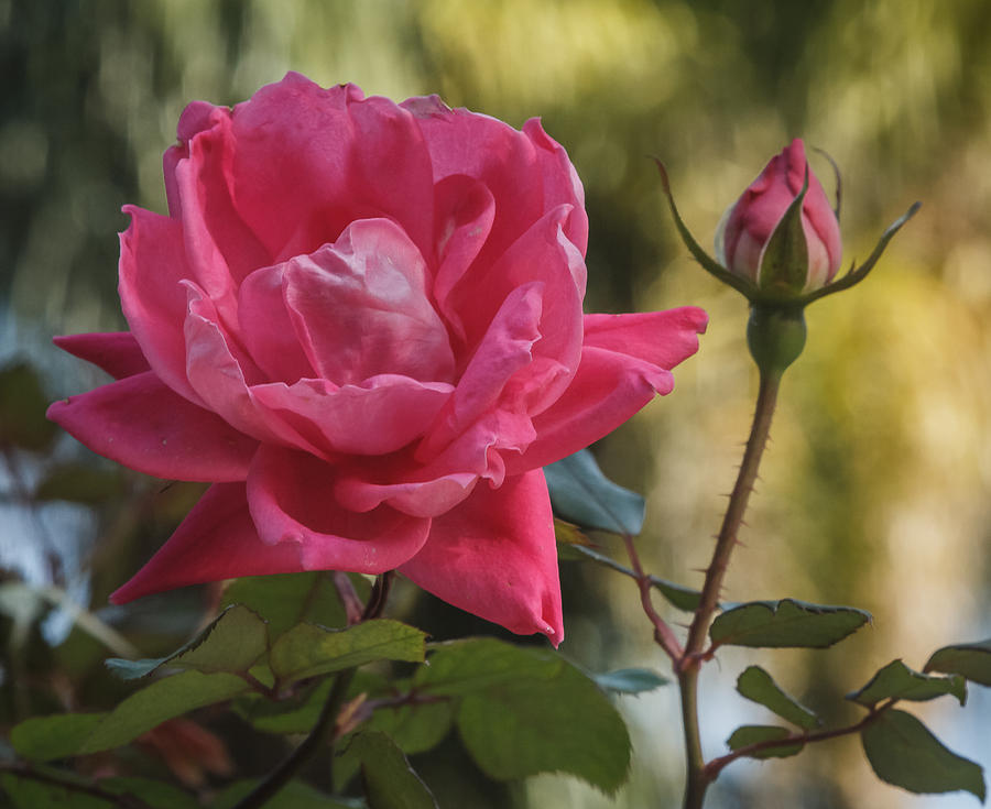 Pink Rose Photograph by Jane Luxton