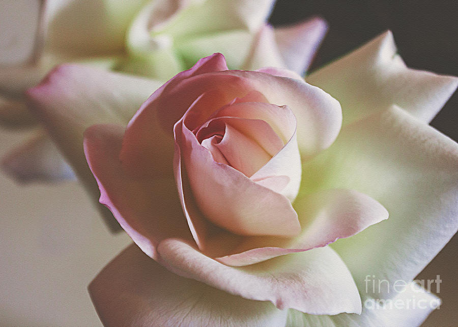 Pink Rose Photograph by Janice Pariza