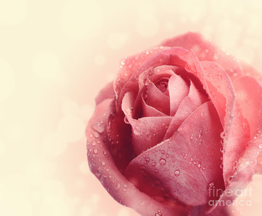 Pink Rose with water drops Photograph by Jelena Jovanovic