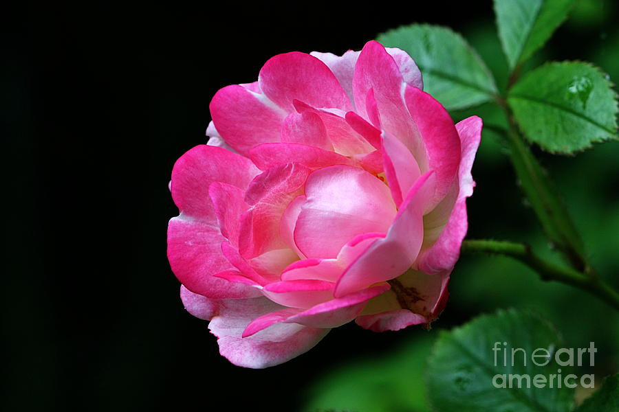 Pink Rose Photograph by Jeremy Hayden
