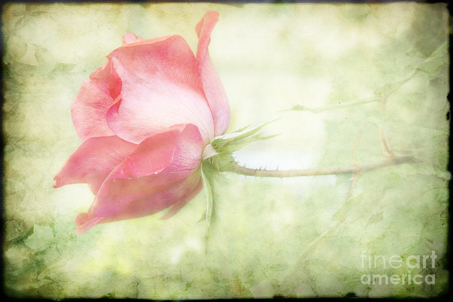 Nature Photograph - Pink Rose by Joan McCool
