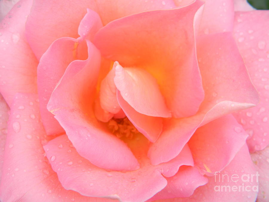Rose Photograph - Pink Rose  by Joanne Askew