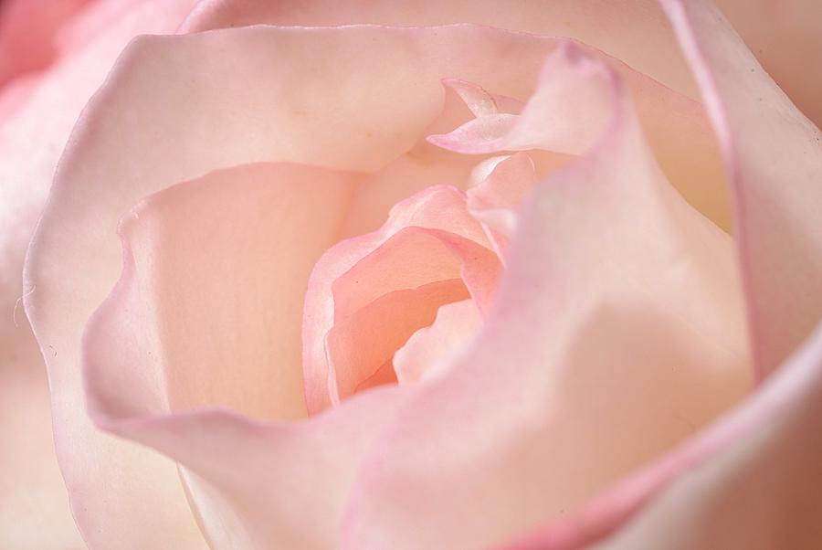 Pink Rose Photograph by Joe Kozlowski