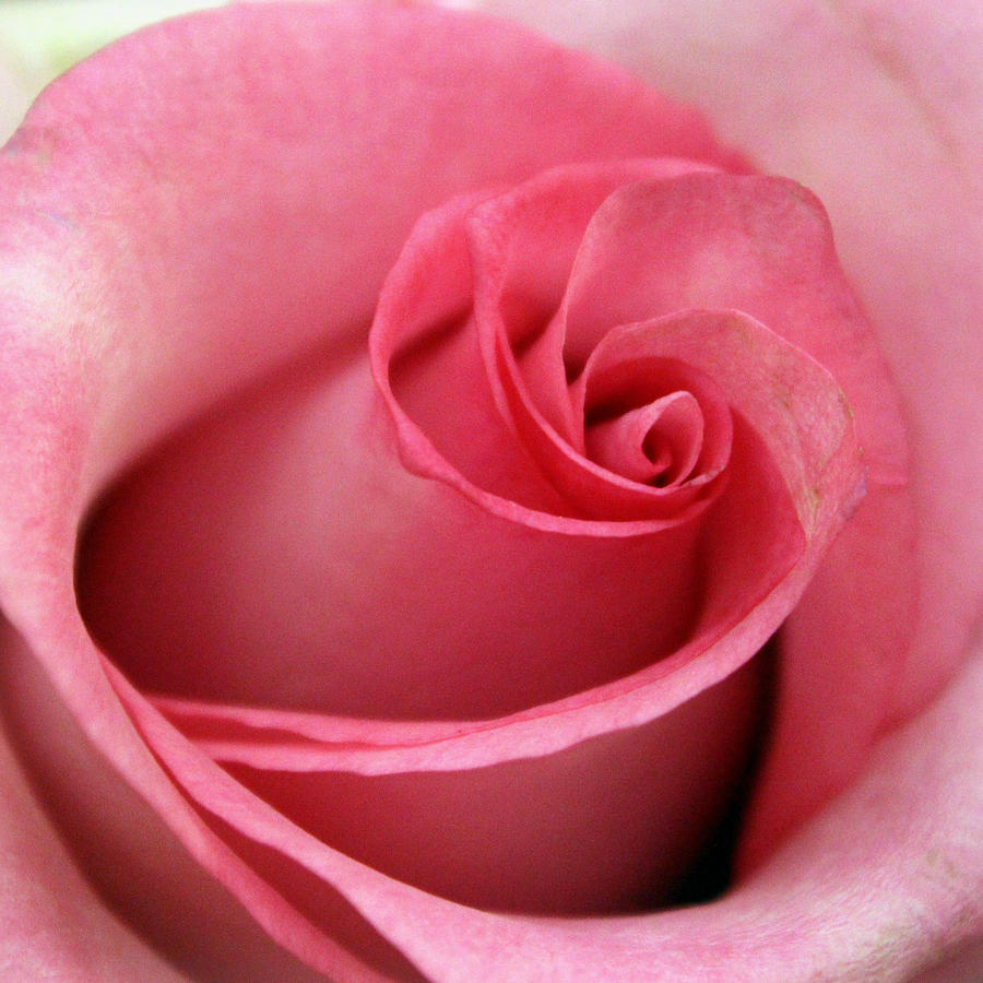 Pink Rose Photograph by Joseph Skompski