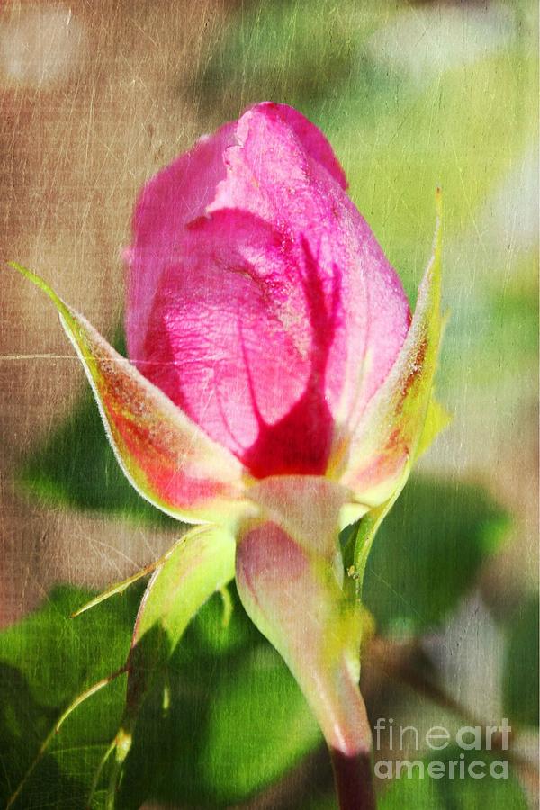 Pink Rose Photograph by Judy Palkimas