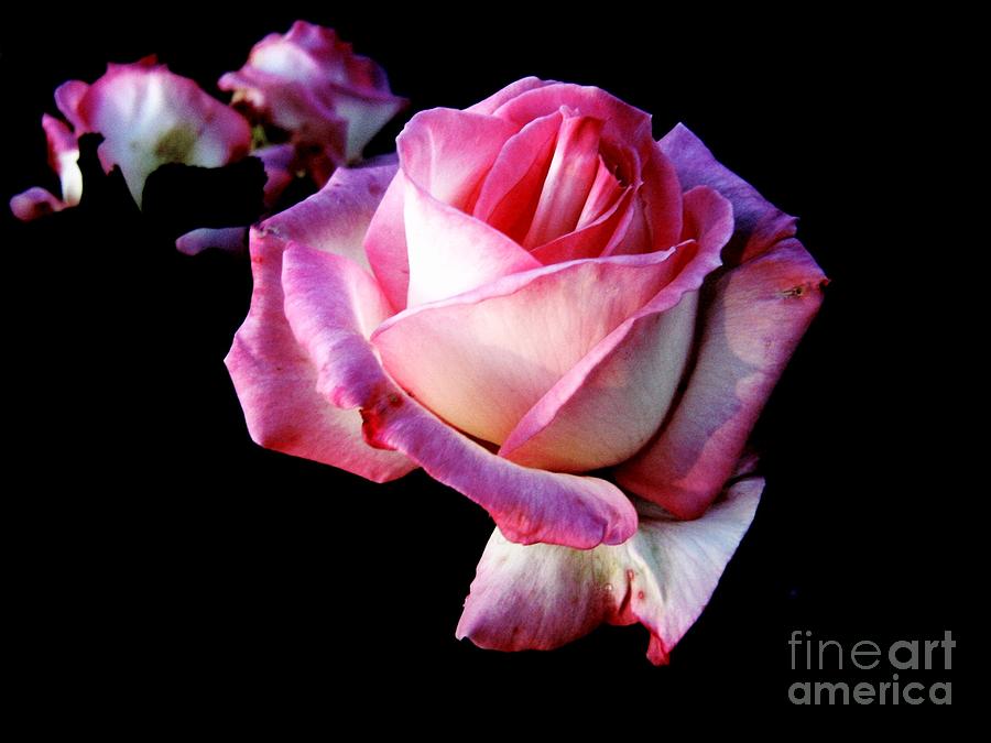Nature Photograph - Pink Rose  by Leanne Seymour