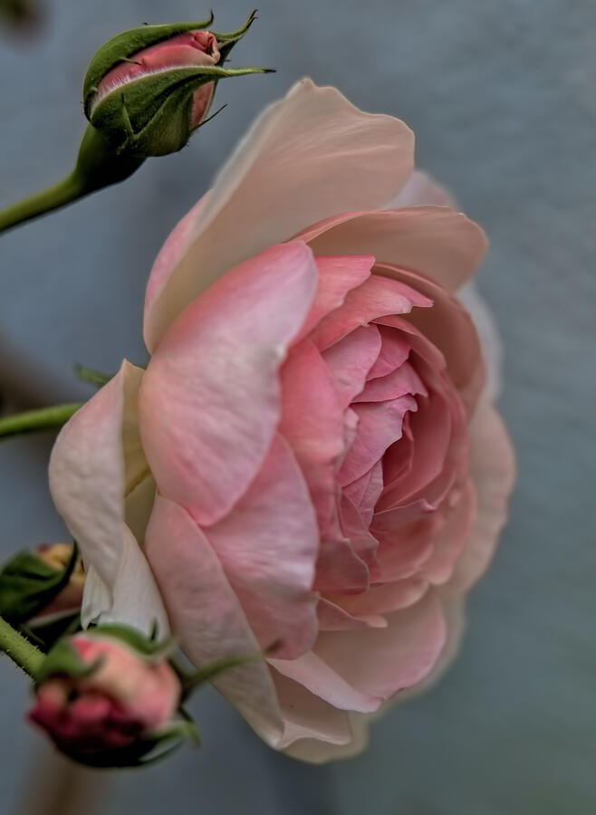 Pink rose Photograph by Leif Sohlman