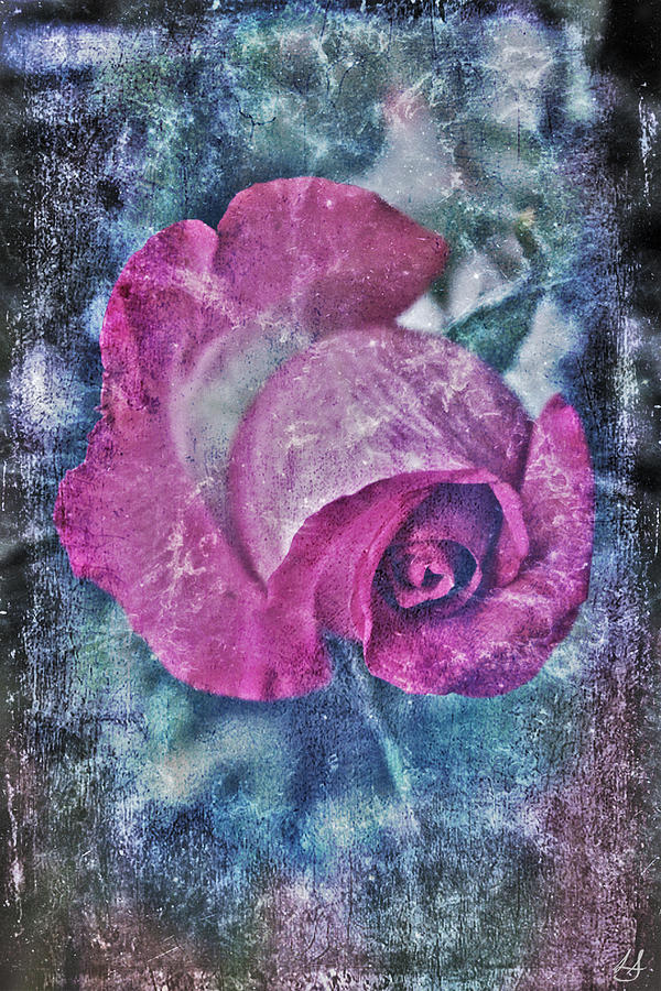Pink Rose Photograph by Linda Sannuti