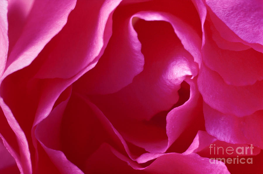 Pink Rose Photograph by Liz Leyden