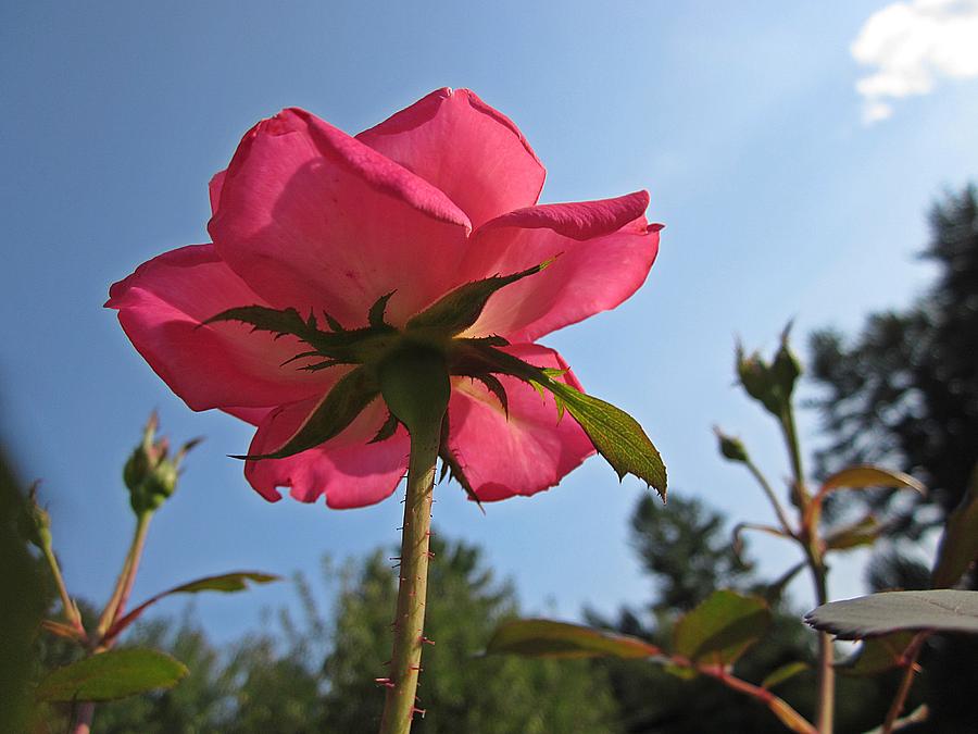Rose Photograph - Pink Rose Looking Up by MTBobbins Photography