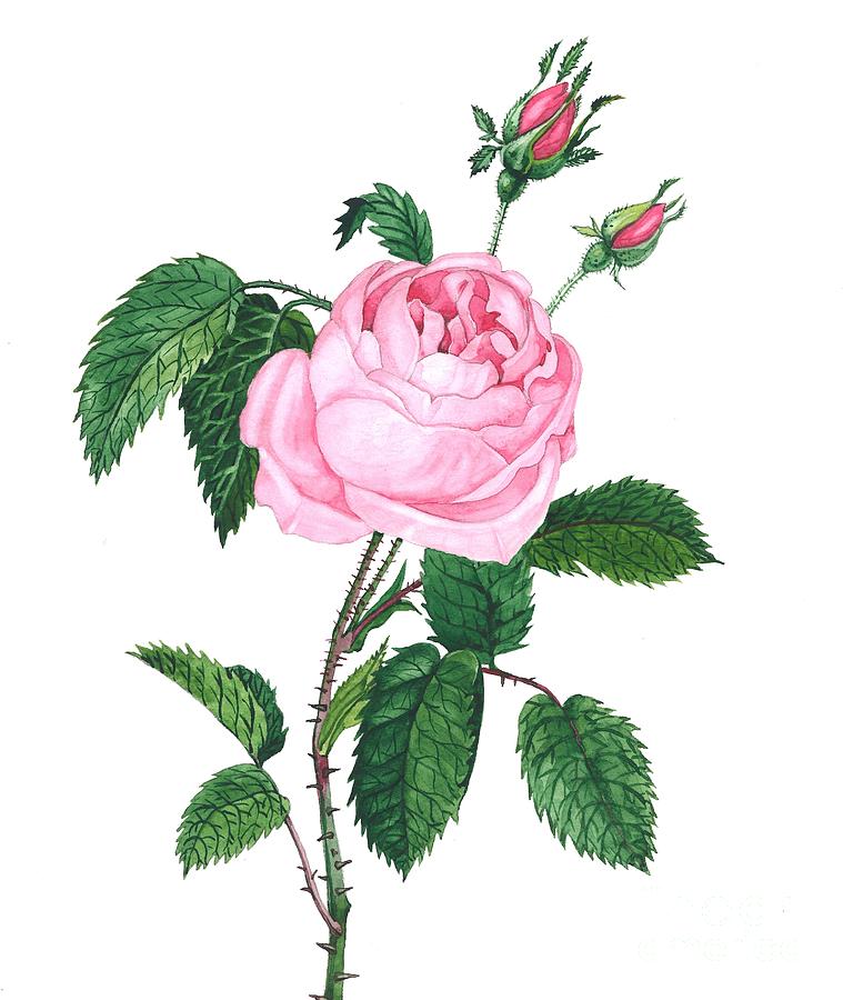 Pink Rose Painting by Margaryta Yermolayeva Pink Rose Painting by Margaryta Yermolayeva