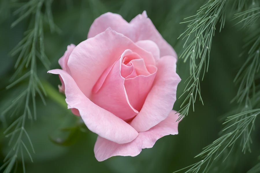 Pink rose Photograph by Marina Kojukhova