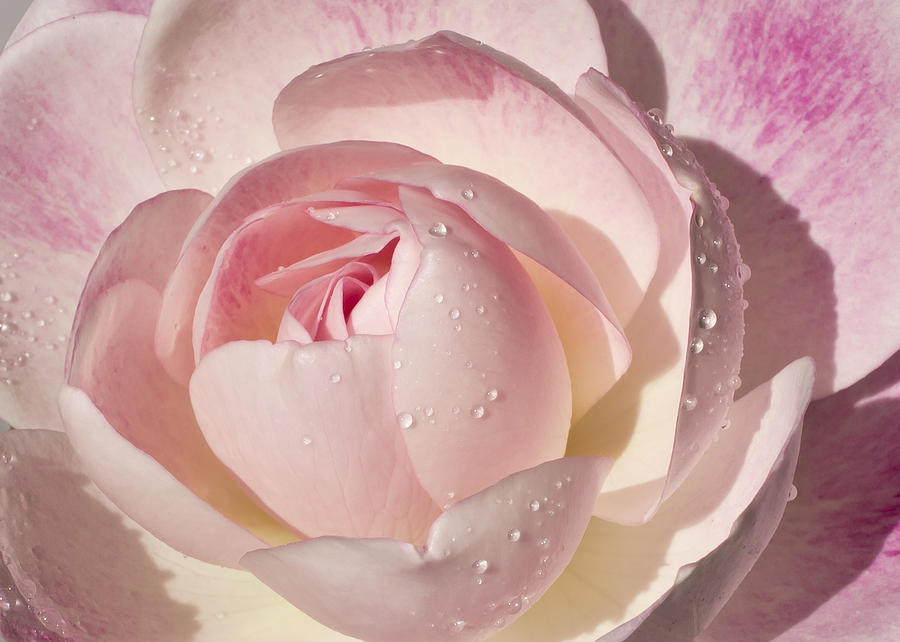 Nature Photograph - Pink Rose by Mariola Szeliga
