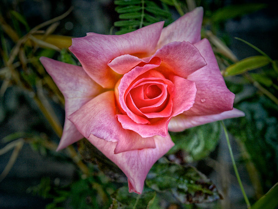 Pink Rose Photograph by Mark Egerton