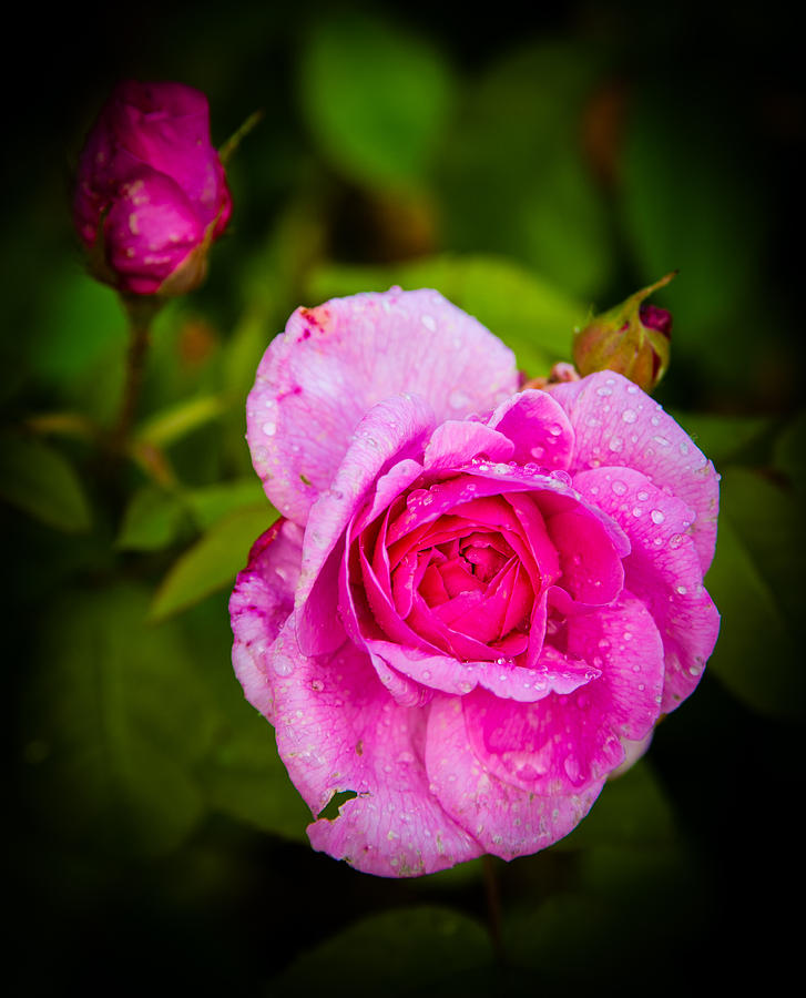 Pink Rose Photograph by Mark Llewellyn