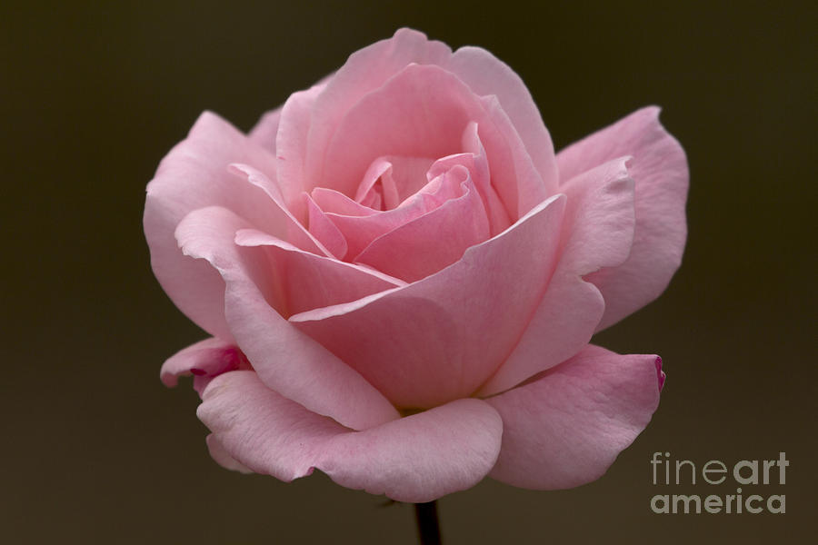 Pink Rose Photograph by Meg Rousher