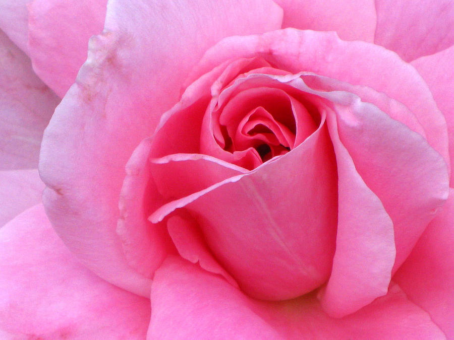 Pink Rose Photograph by Michele Wilson
