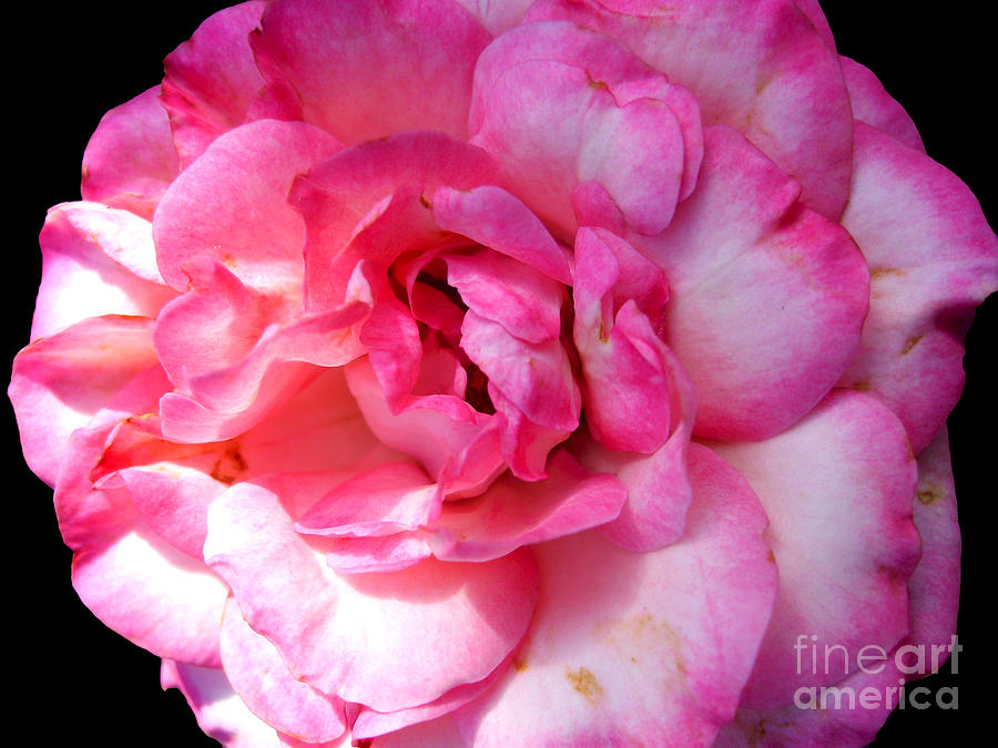 Rose With Touch Of Pink Photograph by Nina Ficur Feenan
