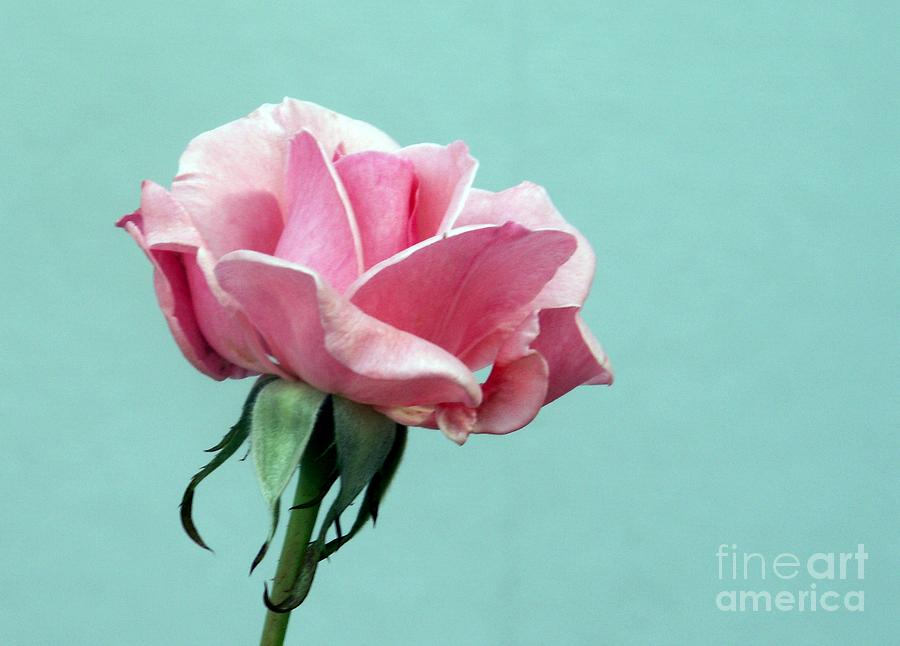 Pink Rose on Aqua Wall Photograph by Valerie Reeves