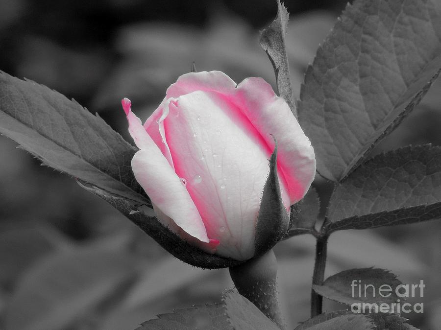 Pink Rose On Black and White Photograph by Chad and Stacey Hall