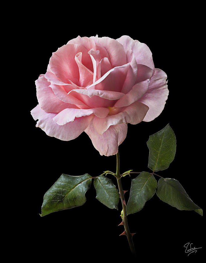 Pink Rose On Black Photograph by Endre Balogh - Fine Art America