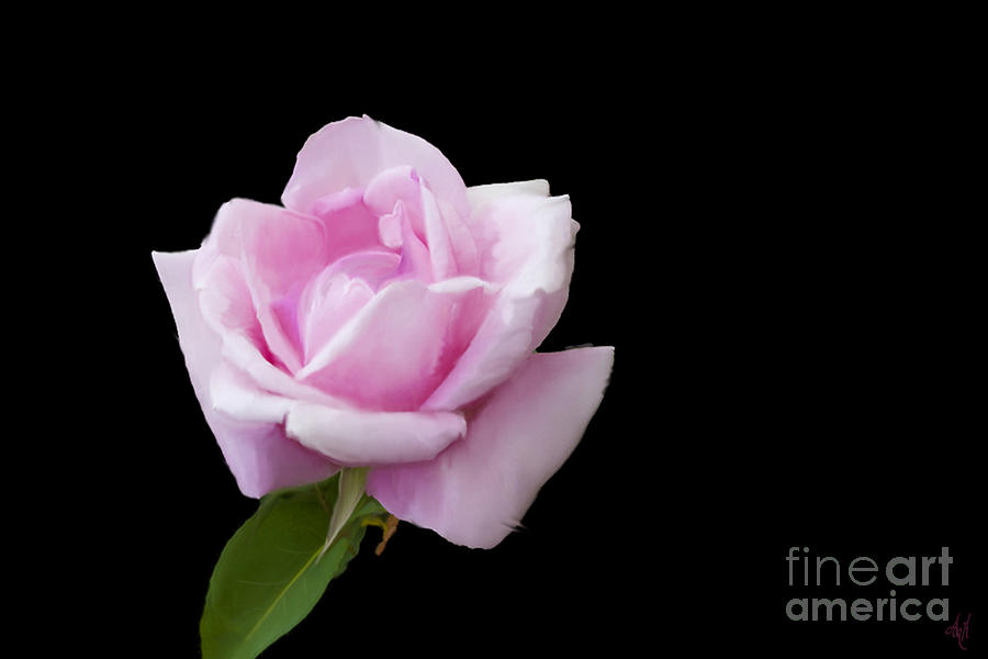 Pink Rose on Black Digital Art by Victoria Harrington